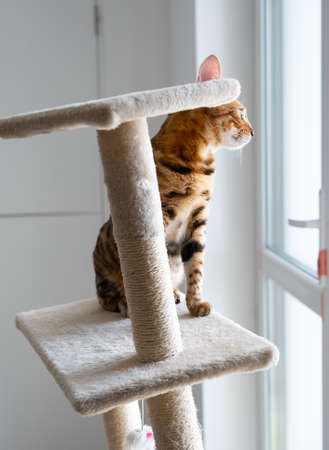 Portrait of a cute bengal cat looking in the window, close up. cat in the home interior. Animals and...
