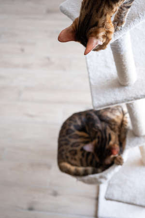 Portrait of a bengal cat. cat in the home interior. Animals and lifestyle conceptsの写真素材
