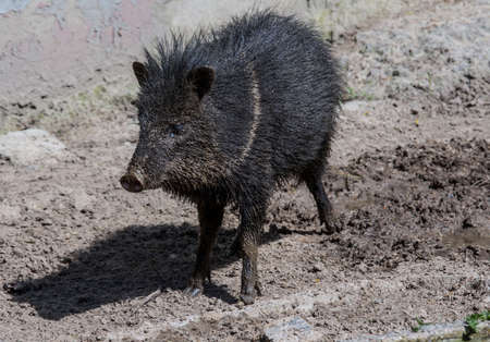 Cute black dirty baby-pig on the farmの写真素材