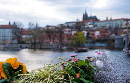 Various colors of spring potted blooming flowers outdoor, old Pragueの写真素材