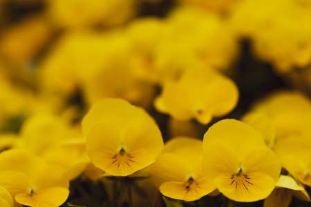 Yellow pansy flowers, vivid spring colors background. Macro images of flower faces. Pansies in the gardenの写真素材