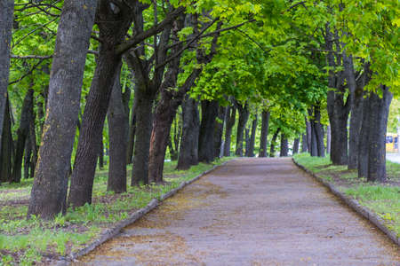Alley of green trees in the park on a sunny day.
