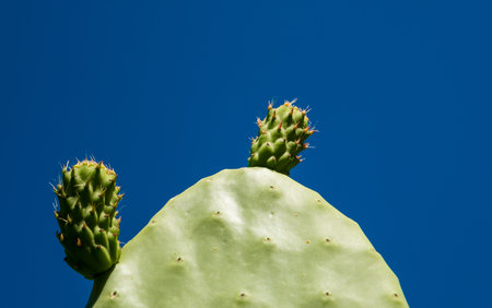 Cactus Opuntia on the blue sky backgroundの写真素材