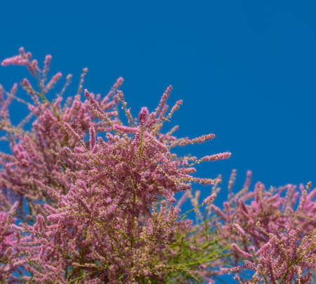 Tamarix plant with pink flowers. close-up. selective focus. Natural background with place for your textの写真素材