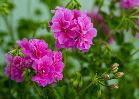 Pelargonium flower, close up. Pink pelargonium, pelargonium plant. Beautiful large pink flowers. Flower cultivation, gardening, home garden. selective focusの写真素材