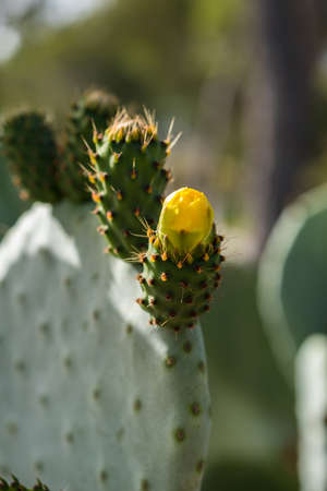 Green cactus with yellow flowers. Flowers of prickly pearの写真素材