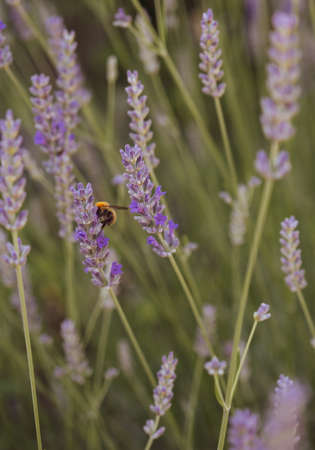 Blooming lavender in spring in the garden
