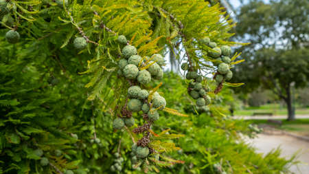 Taxodium distichum (Bald Cypress), cones and foliage, summer green background. Space for textの写真素材