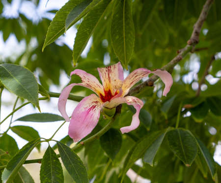 Close up view of the flower of a Silk Floss tree. The silk floss flower - Ceiba speciosa, formerly Chorisia speciosaの写真素材