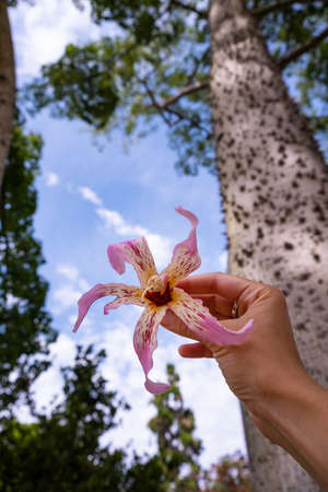Flowers of Silk floss tree (ceiba speciosa) in the handの写真素材