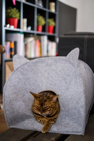Portrait of a cute bengal cat hiding in a gray cat houseの写真素材