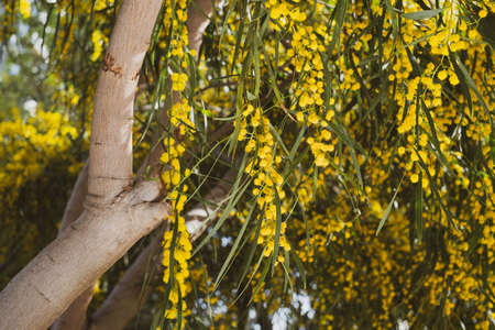 Beautiful blooming mimosa - Acacia dealbata. Close up, selective focusの写真素材