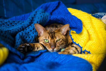 Domestic Bengal cat resting on the couch wrapped in a blanket, pets careの写真素材