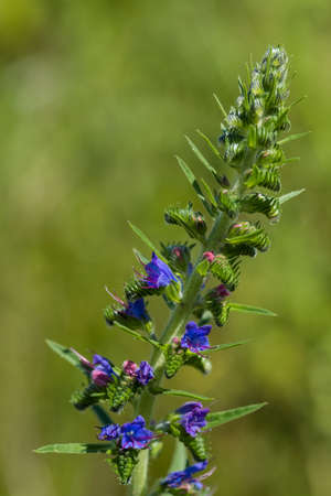 Blooming meadow in sunny summer day. Echium vulgare, beautiful wildflowers. Summer floral...