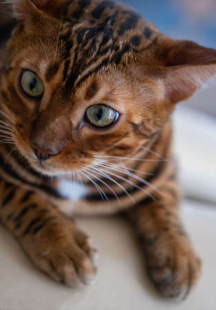 Portrait of a cute Bengal cat, close up. Pets concept, pets friendly and care conceptの写真素材