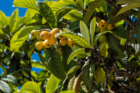 Loquat fruits (Eriobotrya japonica) on the tree. Fruits of loquat on a branch with leaves, home-growingの写真素材