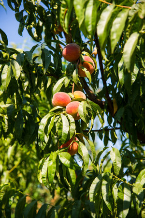 Ripe and juicy peaches on a branch. organic farm or home gardenの写真素材