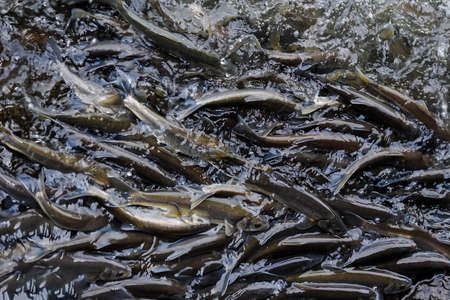 Fish jumping over the river. animals and wildlifeの写真素材