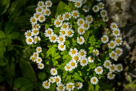 White daisies, summer garden flowering. floral backgroundの写真素材