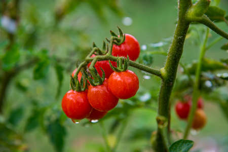 Ripe tomato plant growing in home garden. Fresh bunch of red natural tomatoes on a branch in organic vegetable garden, summer time. Healthy organic food and agriculture conceptの写真素材