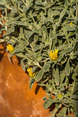 Mountain flowers on a background of rocky terrain, summer in Catalonia