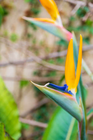 Strelitzia, bird of paradise, or crane lily. floral background. home gardeningの写真素材