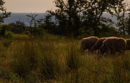 White sheep in the evening light. Lamb and ewe farm. Sheep template.の写真素材