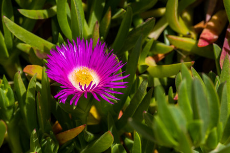 Carpobrotus, commonly known as pigface, ice plant, sour fig, Hottentot fig, and clawberry. Carpobrotus glaucescens flowers, close upの写真素材