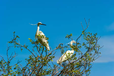 Little Egret, or Egretta garzetta. White heron - a white bird with a slender black beak, long black...