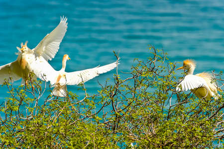 Cattle Egret, Bubulcus ibis on the tree against the blue sea. wild life animals
