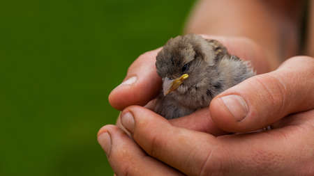 Little sparrow chick in human hand. Saving the lives of birds and animals. Caring for pets and the...