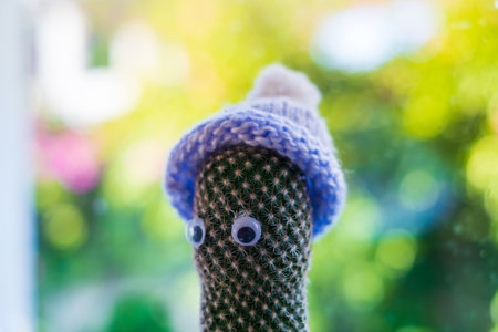 Cactus in the house in a warm winter hat. Energy crisis in Europe. financial crisis. Economy problem, War sanctions. Power crisis concept, problem with heatingの写真素材