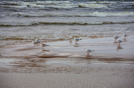 Beach near Baltic sea full of seagullsの写真素材