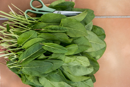 Fresh raw organic sorrel plant in wooden bowl. Useful vegetable culture, medicinal plant, spring...