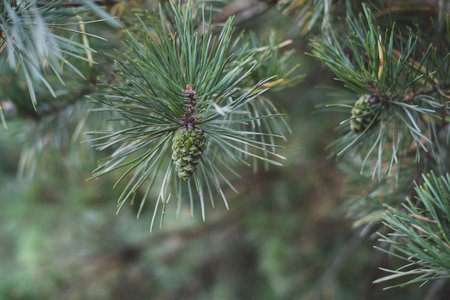 Young cones on fir branches, summertime. selective focus, copy spaceの写真素材
