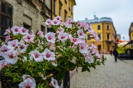 Baskets of pale pink surfinia and petunia flowers in bloom with green leaves in the old town of Lublin, Polandの写真素材