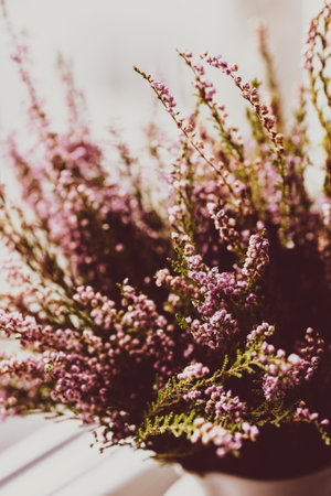 Autumn background with purple flowers common heather (Calluna vulgaris) blossoming. fall season conceptの写真素材