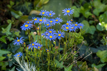 Kingfisher daisy or Felicia amelloides flowering plant in the daisy family Asteraceae. summer gardenの写真素材