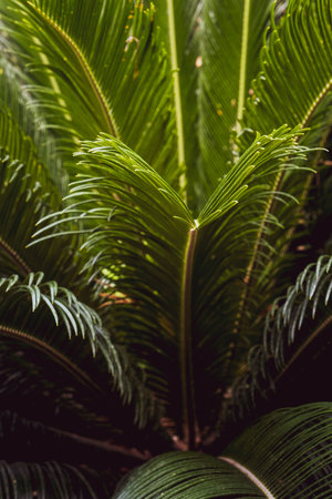 Sago palm leaves (Cycas revoluta). Green pattern, abstract tropical backgroundの写真素材
