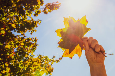 Maple leaves in a woman's hand against a blue sky. autumn time conceptの写真素材