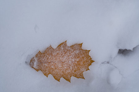 The bright fallen oak leaf among white snow in the winter forestの写真素材