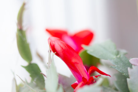 Red blooming christmas cactus - Zygocactus Schlumbergera. Selective focus. Space for textの写真素材
