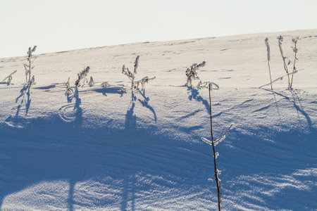 Winter landscape with dry grass covered by snow and shadow of trees.の写真素材