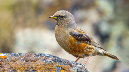 Alpine accentor (Prunella collaris), with beautiful nature blur background. Colorful song bird with orange feather sitting on the stone in the mountains. Wildlife, birds in natureの写真素材