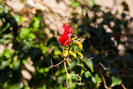 Flowers of red bougainvillea.Nature photographyの写真素材