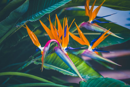Blossom of Strelitzia reginae, colorful bird of paradise flowers in botanical garden close upの写真素材