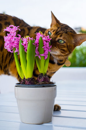 Bengal cat with hyacinth flower at home garden. Pink Hyacinth flower in white potの写真素材