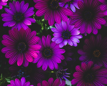 Purple Osteospermum fruticosum (African daisy), springtime. Floral wallpaper background. Home gardening, garden careの写真素材