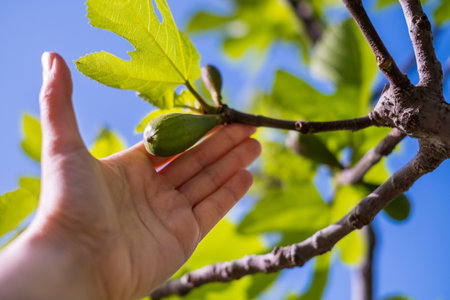 Green fig tree leaves and small fruit in bright sunlight. ecological agriculture. garden care conceptの写真素材