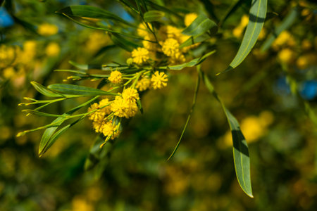Beautiful blooming mimosa - Acacia dealbata. Floral wallpaper background. Close up, selective focusの写真素材
